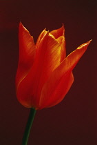 Tulip, Tulipa 'Ballerina'.