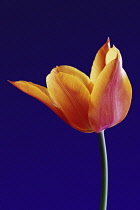 Tulip, Tulipa 'Ballerina'.