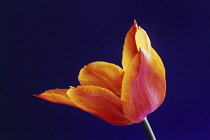 Tulip, Tulipa 'Ballerina'.