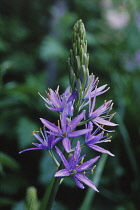 Camassia, Quamash, Camassia leichtlinii 'steely blue'.