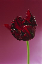 Tulip, Tulipa 'Black Parrot'.