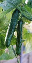 Cucumber, Cucumis sativus.