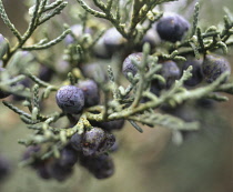 Juniper, Juniperus communis.