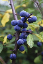 Blackthorn, Sloe, Prunus spinosa.