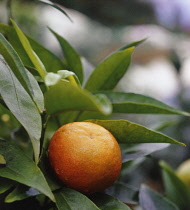 Clementine, Citrus reticulata 'De Nules'.