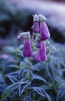 Penstemon, Penstemon.