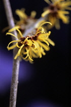 Witch Hazel, Hamamelis.