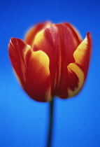 Tulip, Tulipa.