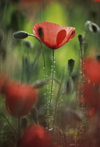 Poppy, Papaver rhoeas.