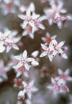 Sedum, Ice plant, Sedum populifolium.