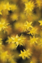 Angelinastonecrop, Sedum reflexum 'Angelina'.