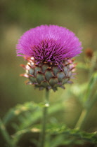 Artichoke, Cynara scolymus.