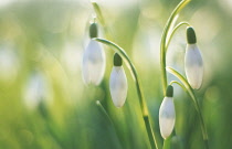 Snowdrop, Galanthus nivalis.