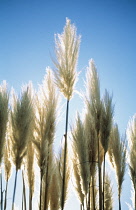 Pampasgrass, Cortaderia selloana.