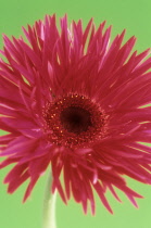 Gerbera.