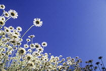Mayweed, Anthemis 'Sauce Hollandaise'.