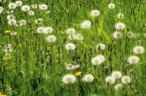 Dandelion, Taraxacum officinale.