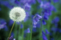 Dandelion, Taraxacum officinale.