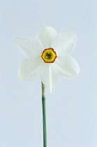 Daffodil, Narcissus 'actaea'.