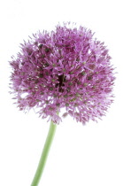 Allium, Allium rosenbachianum.