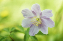 Anemone, Anemone nemorosa 'Robinsoniana'.