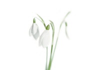 Snowdrop, Galanthus nivalis.