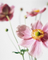 Anemone, Anemone hupehensis.