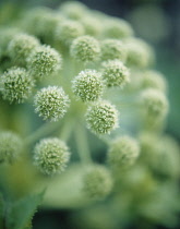 Angelica, Angelica archangelica.