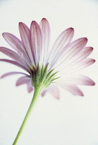 Osteospermum, Osteospermum 'Star of the Veldt'.