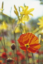 Poppy, Papaver nudicaule, Icelandic poppy, Papaver croceum.