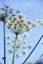 Hogweed, Heracleum sphondylium.