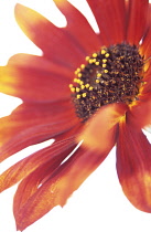 Sunflower, Helianthus annuus 'Velvet Queen'.