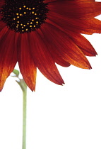 Sunflower, Helianthus annuus 'Velvet Queen'.