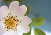 Rose, Wild rose, Dog rose, Rosa.