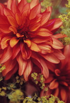 Dahlia, Dahlia 'Art Deco'.