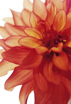 Dahlia, Dahlia 'Art Deco'.