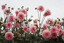 Dahlia.