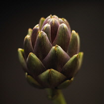 Artichoke, Cynara scolymus.