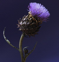 Artichoke, Cynara scolymus.