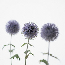 Globe Thistle, Echinops.