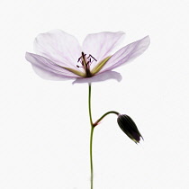 Cranesbill, Geranium.