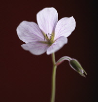 Cranesbill, Geranium.
