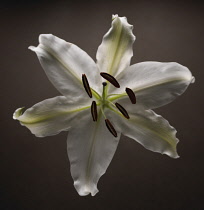 Lily, Oriental lily, Lilium.