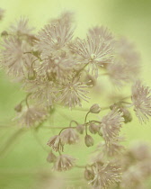 Meadow Rue, Thalictrum aquilegifolium.