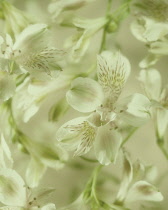 Alstroemeria, Peruvian lily.