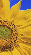 Sunflower, Helianthus annuus.