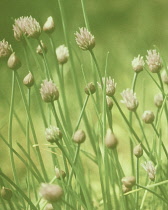 Chive, Allium schoenoprasum.