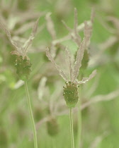 Lavender, French lavender, Lavandula stoechas.