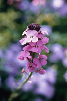 Wallflower, Perennial wallflower, Erysimum 'Bowles Mauve'.