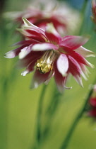 Aquilegia, Columbine, Aquilegia vulgaris 'Nora Barlow'.